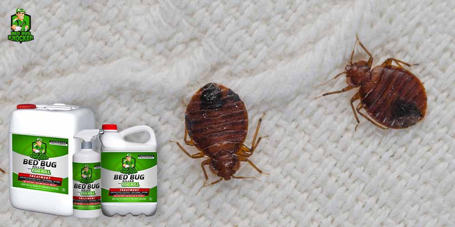 What are the unavoidable advantages of Bed Bug Knocker Bed Bug Treatment?