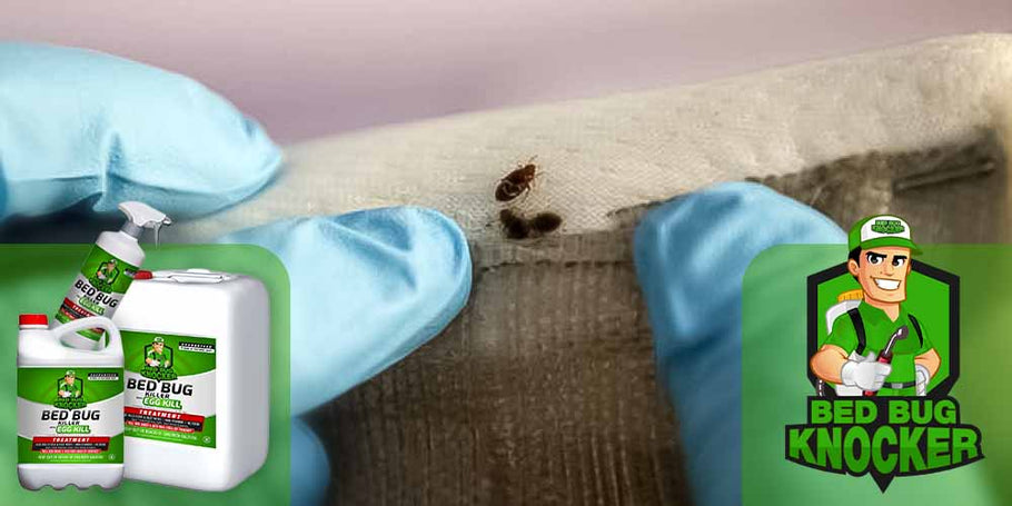 Comment utiliser l'anti-punaises de lit Bed Bug Knocker ?