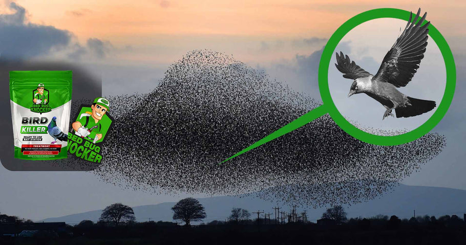 Comment réduire durablement la population d'oiseaux urbains?